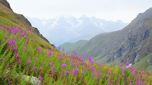 Zoom in tranquil green mountains with purple flowers on hillside and snowy peaks background wallpaper with no people. Unspoiled pristine nature landscape panorama