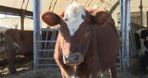 Wisconsin dairy farms face challenges of declining industry and aging farmers