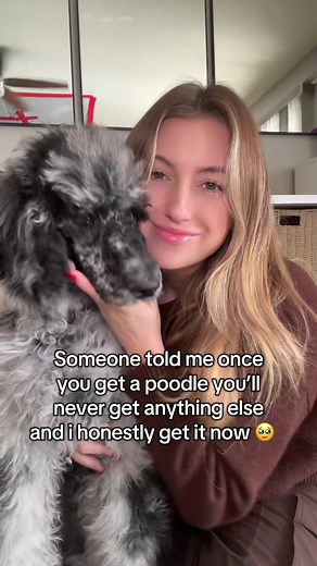 Discover the Happiness of Owning a Poodle Puppy