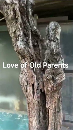 Love of Old Parents : Matru Devo Bhava Pitru Devo Bhava #motivation #value of senior citizens