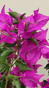 4.7M views · 85K reactions | Las Flores de Bugambilia  ¿para qué sirve esta planta? #reels #jardin #flores #tips #diy | Vitanel | Facebook