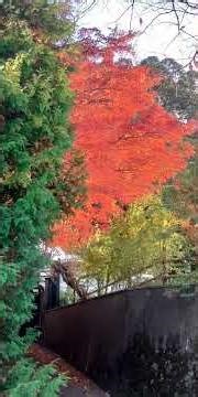風⑤⑧-2 本土寺の紅葉② #松戸市 #本土寺 #紅葉の名所