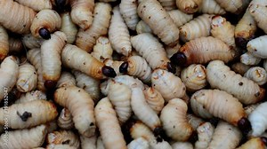 Red palm weevil, Red-stripes palm weevil, Asian palm weevil, Sago palm weevil or Scientific name Rhynchophorus ferrugineus Stock Video