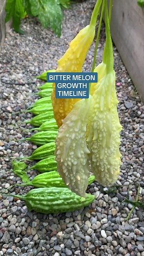 Even in a winter region like Canada, you can still grow a tropical vegetable like bitter melon. Here in zone5b we started our seeds indoors in April using loose soil mix like coir and worm castings. Alternatively you can use store bought seed starting soil mix. By May, we slowly introduce the seedlings outdoors through a process called hardening. This can take a week before planting in ground. When growing bitter melon, plant near a trellis because it is a vining plant. During transplanting, add