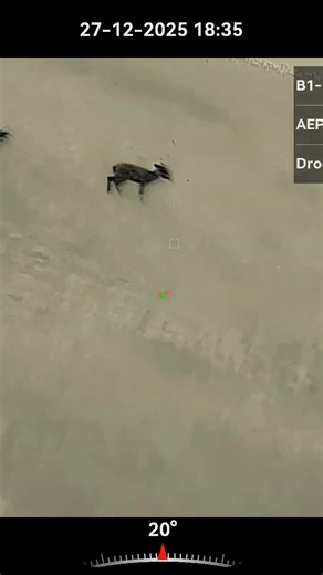 Fallow deer mule neck shot - Hikmicro Stellar SX60L 3.0 - Norma Tipstrike Silencer .308win