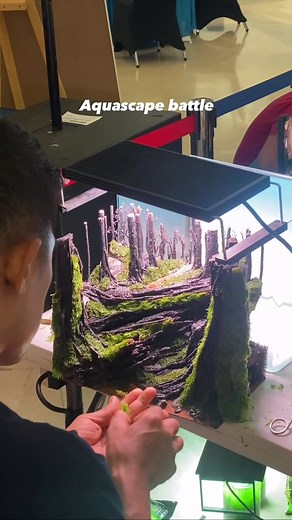 Lomba Aquascape: Kontes Kreativitas Aquascaping