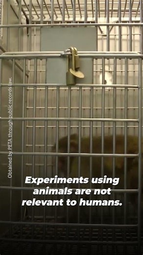 Monkeys are being TORTURED in this ‪@universityofwashington‬ laboratory