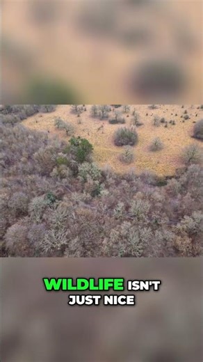 How Protecting Wildlife Can Save Humanity