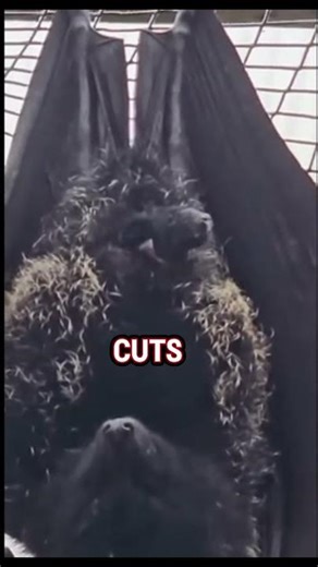 How Bats Give Birth Upside Down #nature #animals #wildlife