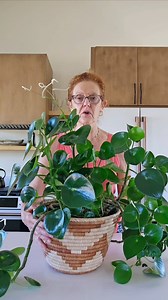 34 reactions · 3 comments | Raindrop Peperomia Care Guide: https://www.joyusgarden.com/raindrop-peperomia-care-peperomia-polybotrya-growing-guide/ | Joy Us | Facebook