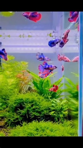 111K views · 2.1K reactions | Our aquarium is filled with stunning Betta beauties. From vibrant colors to graceful fins, our tank is home to all types of Betta fish, each one shining in its own special way. Which Betta is your favorite? Tell us in the comments — we would love to know. Color, beauty, and elegance — all in one aquarium. #fypシ #betta #soothing #natureart #aquarium #bettalover #reelschallenge #alltypesbetta | Royal Betta Realm | Facebook