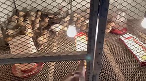 55K views · 1.4K reactions | Taking care of chicks from day old I Use iincandescent bulbs at 1 watt per bird. Here, I use 2 bulbs 25 watts each, to rear 50 chicks. Wrapped the cages with newspaper ist 3 days, then slowly remove the cover, also the newspaper on the floor where Infed them ist week of their lives, chamging newspaper floor 2- 3 times a day | Joey Sy | Facebook