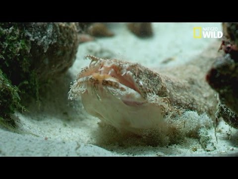 Le requin tapis-barbu, un requin invisible