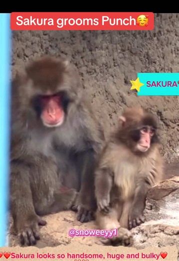 Punch is very good in establishing connections to high ranking males, including the alpha Akira. His latest victim is Sakura🥰😁#punch #punchkun #punchi #babypunch #sakura