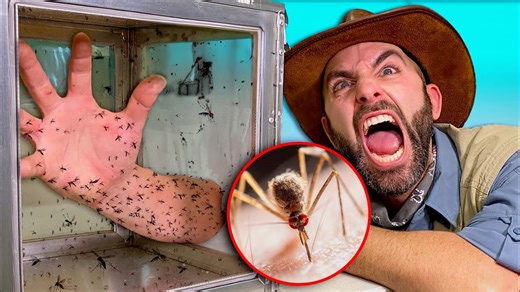 What it’s like facing 1,000 mosquitoes