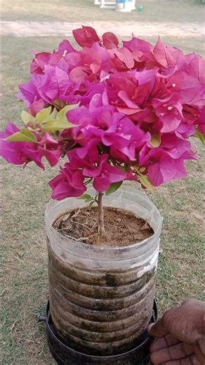 Bougainville blooming flower 🌺🌺 #garden #viralshort #ytshorts #flowers #shortsfeed #nature