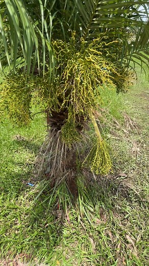 Pygmy date palm 🌴 . . . . . . . . . . . #PalmTrees #pygmydate #dwarfpalm #nonfollowersviewers #allfriendsfollowersviewers #fbreelsviral | Sansuli Narzary