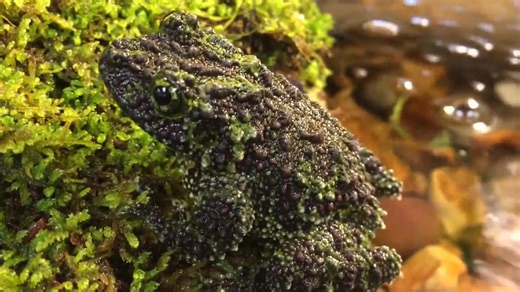 北部湾棱皮树蛙/Лишаистый веслоног/Theloderma corticale