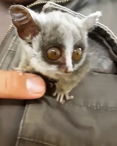 26K views · 1.2K reactions | This baby just wanted some quick cuddles 殺凉 | Furry Tails | Facebook