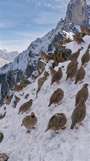 Thousands of Chukar Birds in the Mountains of Gilgit Baltistan 🏔️🐦