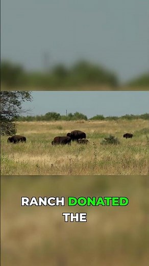 The Texas Bison Herd's Incredible Journey!