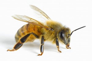 Math Bee: Honeybees Seem To Understand The Notion Of Zero