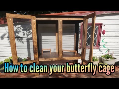 How to clean your butterfly cage