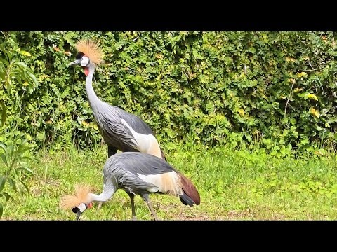 Two Majestic Crowned Cranes Walking in Grace👑 | Africa's Elegant Birds#natureisfullofwonders