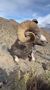 88K views · 1.3K reactions | Hunting Marco polo sheep . . . . . . . . . . . . . . . #hunting #bluesheep Credit: Gilgit Baltistan updates | Gilgit 2 Minutes | Facebook