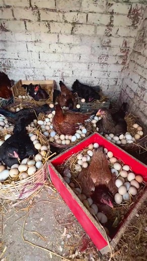 12 Broody Chickens Hatching Hundreds of Eggs