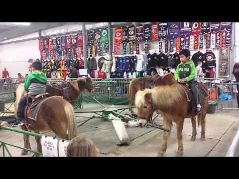 Pony Rides at 7 Mile Fair