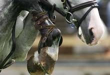 Young horses take centre stage at Scope Festival - Horse & Hound