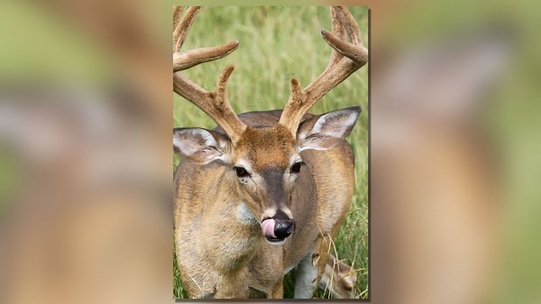 Early Arkansas buck-only ‘velvet hunt’ in September will kick off deer season