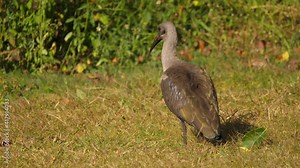 Hadeda ibis on grass lawn in a garden in South Africa