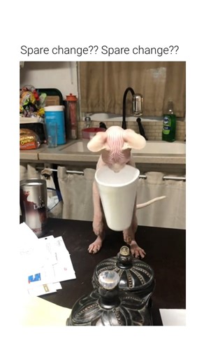 Rough Humor on Instagram: "This video captures a unique behavioral interaction between a cat and a common household object. The Subject The animal featured is a Sphynx cat, a breed known for its lack of a fur coat due to a naturally occurring genetic mutation. This lack of fur makes their skin texture and physical movements highly visible. The Mechanism The cat uses its mouth to grip the rim of a polystyrene cup, lifting it while maintaining an upright posture. The subsequent sneeze causes a rap