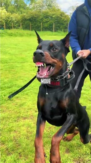 Don't Get a Doberman Until You Know These 3 Rules