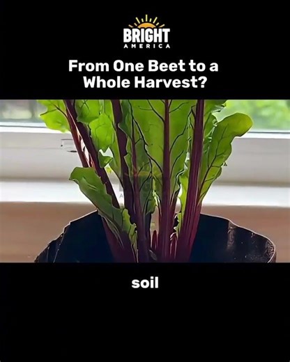 From One Beet to a Whole Harvest?