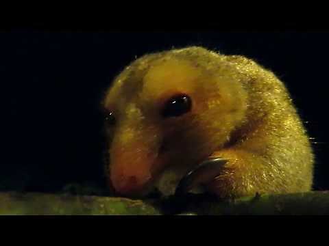 Pygmy Anteater close-up
