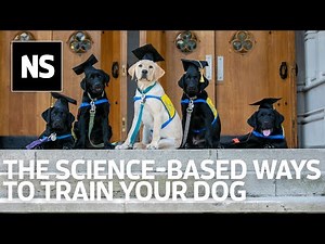 Inside 'Puppy Kindergarten': Science-backed methods for training your dog