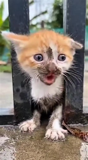 Help This Scared Orange Kitten In Distress!