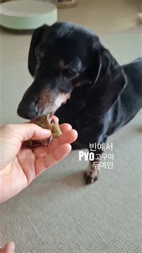 #pvo #고구마 #어르미 #빈예서 #두여인