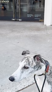 🚨 Dramatic Dog Duet, Whippet Edition 🎶 Sirens in the distance… and Bolt & Jet decided it was time to harmonize. No rehearsal. No warning. Just two whippets convinced they were part of the emergency response. 👇 Does your dog howl when sirens pass, or are ours just extra dramatic? . . . . . . . . . . . #WhippetsOfInstagram #SighthoundLife #DogDuet #HowlingDogs #LAStreetLife #DogPerson #DogsWithPersonality #UrbanDogs #WhippetLove | Whippets Unleashed