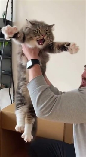 A cat dramatically screaming i