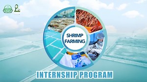 9.8K reactions · 303 shares | Shrimp Farming Internship Program. . . . #internship #ShrimpFarming #aquaculture #fisheries #fwfpunjab #GovtOfPunjab | Forestry and Wildlife Department, Punjab, Pakistan | Facebook