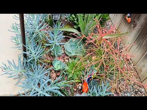 Leggy Blue Chalk Sticks? How to cut and reset into your Garden