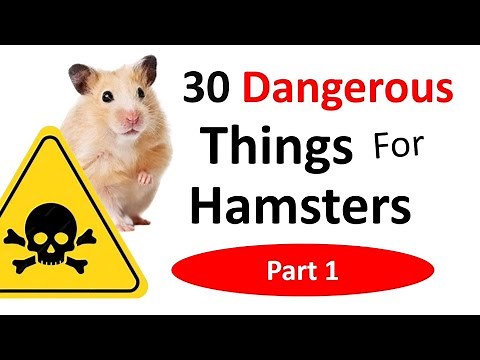 30 Dangerous Things for Hamsters Part 1