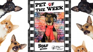 Pet Talk: Meet Star