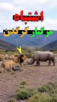 کرگدن وارد قلمرو شیرها شد... اشتباهی که نزدیک بود جانش را بگیرد!#Wildlife #Lion #Rhino