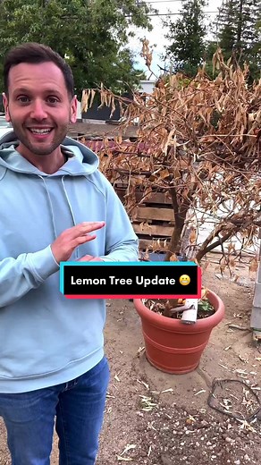 Lemon Tree Transplant Update