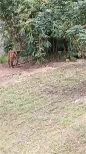 Tiger Attitude 🐅🔥 King of Jungle | Viral Shorts #shorts #shortsfeed #viralshort